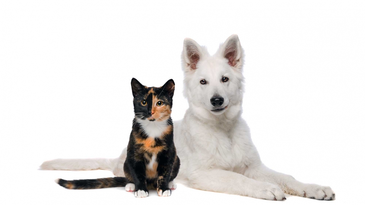 Veterinária